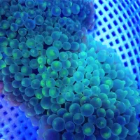 a b sh orشقایق بابل اب شور  و..|ماهی|تهران, جوادیه تهرانپارس|دیوار