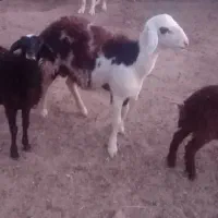 بره قوچی
