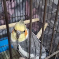 عروس هلندی