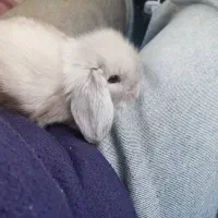 فروش خرگوش لوپ