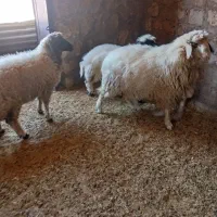 بره وشک وبز جوان|حیوانات مزرعه|کارزان, |دیوار