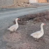 غاز|حیوانات مزرعه|کرمانشاه, |دیوار