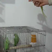 فروش شاه طوطی|پرنده|نقده, |دیوار