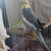 عروس هلندی دستی نر همراه با قفس و لانه