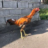 فروش فوری