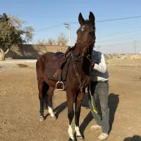 نریان کهر سه قلم سفید یکسر خارجی بسیار خوشاخلاق