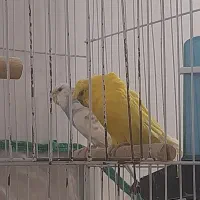 مرغ عشق پروانه ای