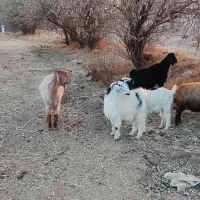 5راس بز محلی|حیوانات مزرعه|قروه, |دیوار