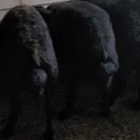 میش بره ماده قره غزل قزل اصل قزل افشار|حیوانات مزرعه|شریفآباد, |دیوار