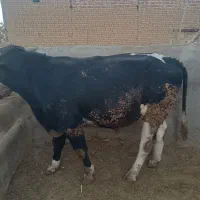 گوساله چاق‌‌‌