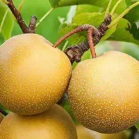 پیشفروش با شرایط چک نهال گلابی ناشی|خدمات باغبانی و درختکاری|خوانسار, |دیوار
