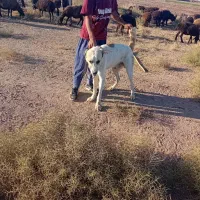 با سلام یک سگ البغزرد