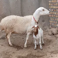 شاه میش عروسک