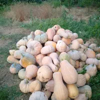 کدو انجیری و غیره..