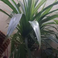 گلهای آپارتمانی چند ساله