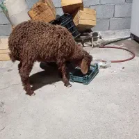 گوسفند
