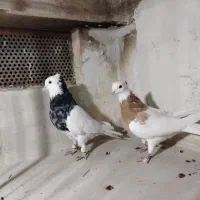 کبوترطوقی هفرنگ جفتی به شرط تخم|پرنده|اقبالیه, |دیوار