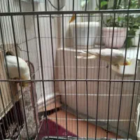 عروس هلندی|پرنده|دهگلان, |دیوار