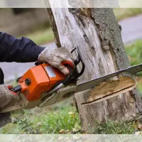 برش وخریدانواع درخت