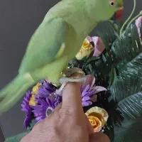 طوطی ملنگو دستی|پرنده|اهواز, زندوکیلی|دیوار