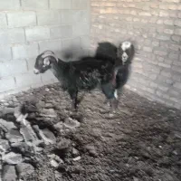 دوتابز|حیوانات مزرعه|گناباد, |دیوار