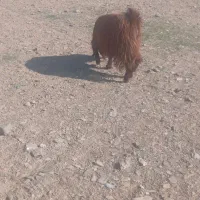 بزغاله نرجملی