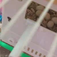 فنچ بلک بادی با تخم و لپ سیاه کینگ|پرنده|مشهد, گلشور|دیوار