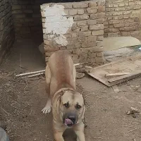 سگ سرابی|سگ|ابهر, |دیوار