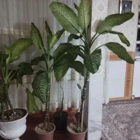 گل دیفن باخیا|گل و گیاه طبیعی|اسلامشهر, مظفریه|دیوار