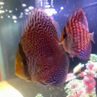 دیسکس رد پیژن