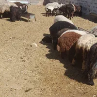 خرید وفروش میش بره قوچ بز بزغاله درشاهین شهر گرگاب|حیوانات مزرعه|شاهینشهر, گرگاب|دیوار