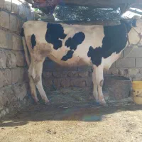 گاو ماده