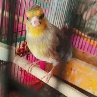 سهره قناری مست