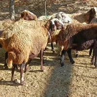 گوسفند داشتی|حیوانات مزرعه|فیروزآباد (لرستان), |دیوار