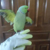 یک جفت جوجه ملنگو ۷ماهه ملنگو شیطون و ملوس|پرنده|تهران, دردشت|دیوار