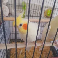 جفت عروس هلندی مولد سخنگو معاوضه برزیلی و..