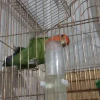 طوطی برزیلی با قفس|پرنده|میاندوآب, |دیوار