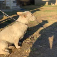 سگ پاکوتاه سفید تک رنگ|سگ|گنبد کاووس, |دیوار