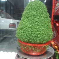 سبزه زیبا مناسب عروسی|گل و گیاه طبیعی|نورآباد, |دیوار