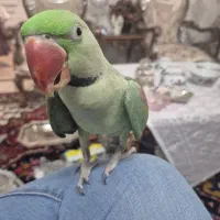 شاه طوطی گمشده|پرنده|اسلام‌شهر, شهرک مفیدی|دیوار