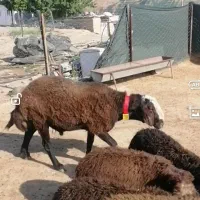 بره قوچی همو و هترو