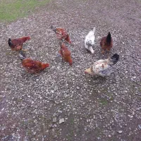 مرغ خروس محلی