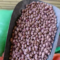 حبوبات