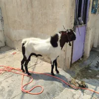 پازن سو دار دو سالش هنو نشده مست تخم دوقلو سه قلو