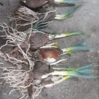 پیازچه گل نرگس