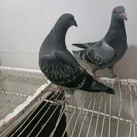 مسافتی بلند|پرنده|تربت جام, شاهد|دیوار