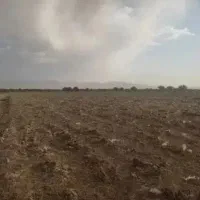 اجازه زمین نخود