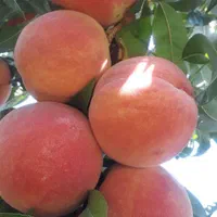 باغ میوه 500متری