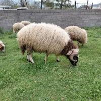 تعدادی گوسفند داشتی و گوشتی