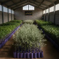 ارسال فوری نهال زیتون با تخفیف ویژه|خدمات باغبانی و درختکاری|خمین, |دیوار